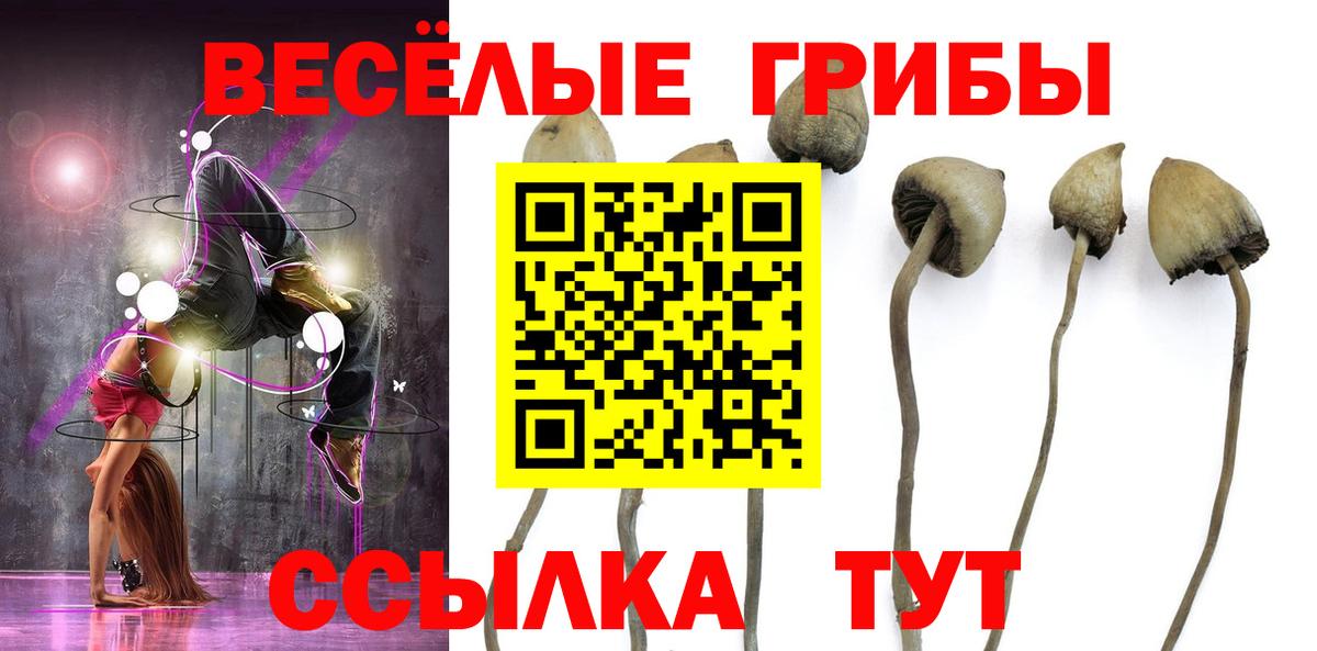 Псилоцибиновые грибы Cubensis Дмитров
